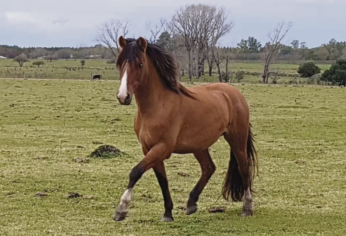 El caballo y nuestro ancestro | La Mañana